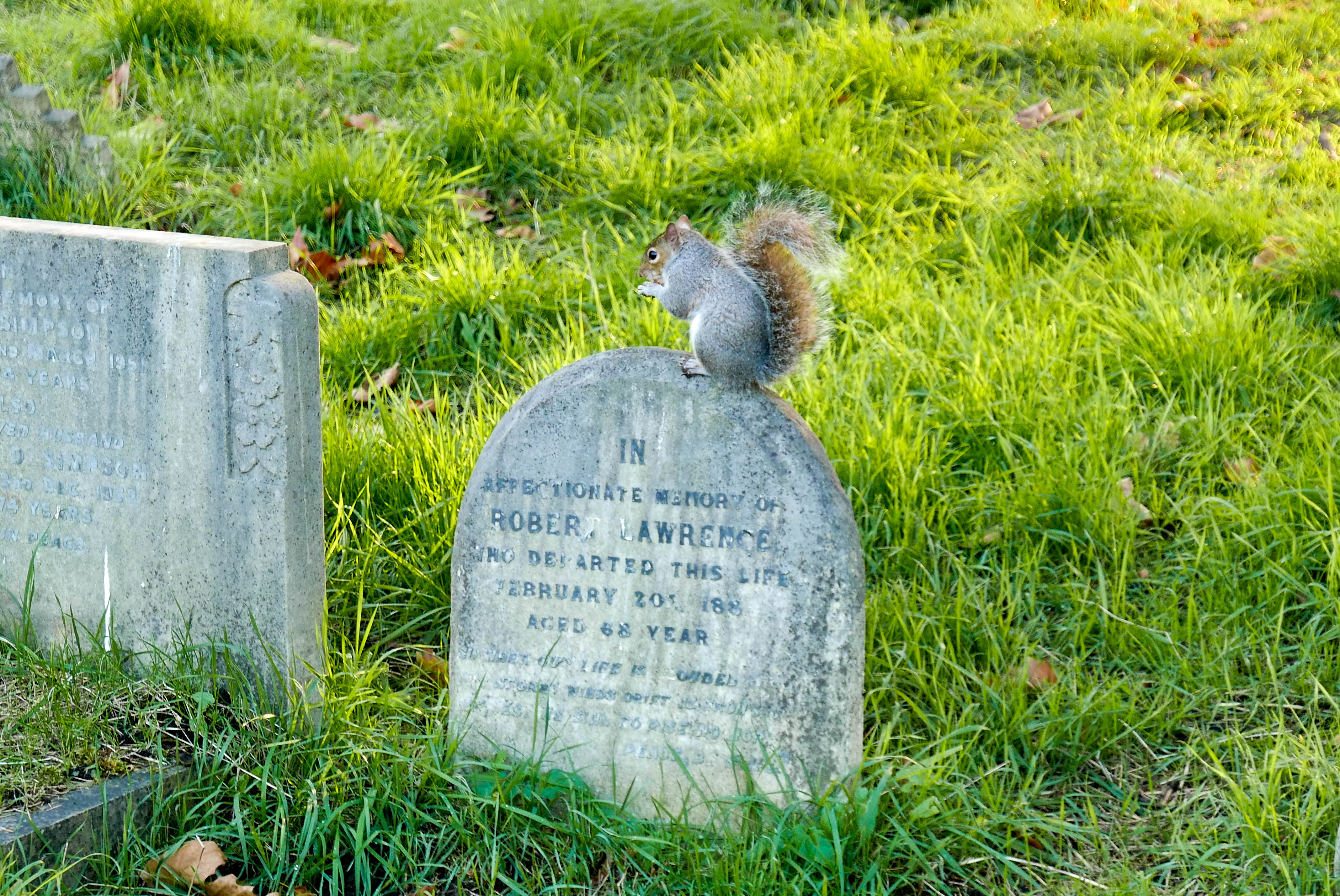 Squirrels on my mind (and visiting Brompton Cemetery)
